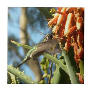 Azulejo Colibrí de Garganta Negra en Vuelo