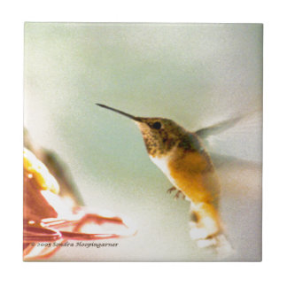 Azulejo Colibrí de Rufus