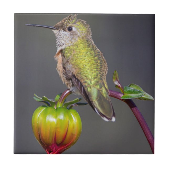 Azulejo Colibrí descansa en capullo de flor (Frente)