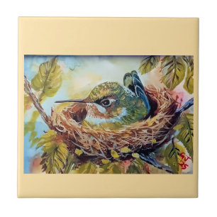 Azulejo Colibrí en nido