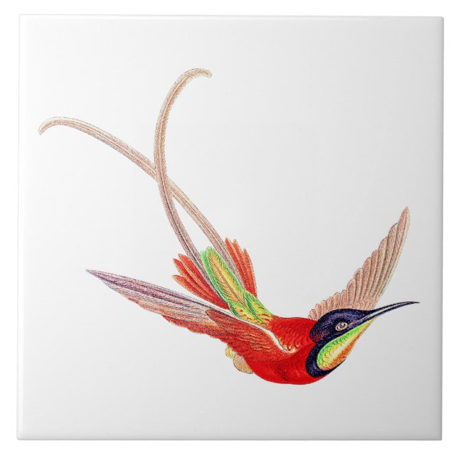Azulejo Colibrí en vuelo (Frente)