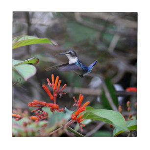 Azulejo Colibrí en vuelo y flores rojas