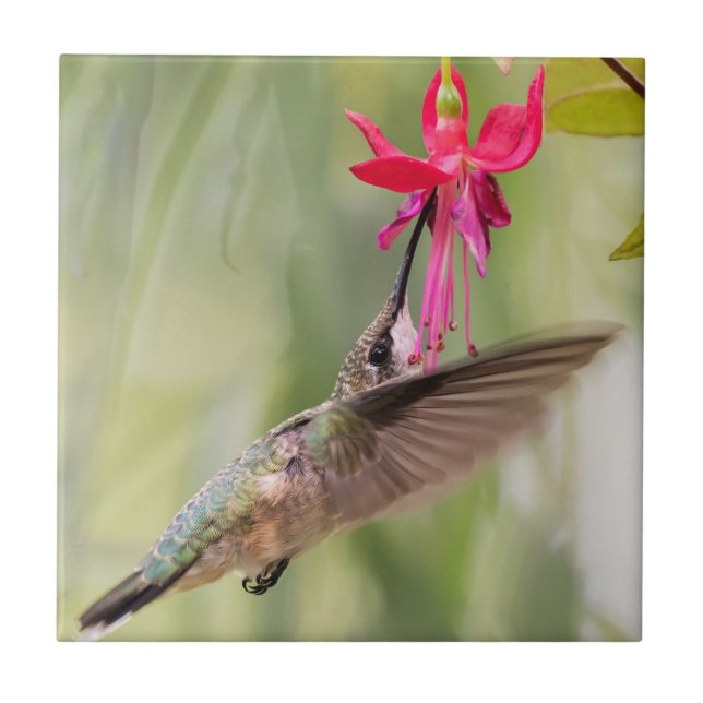 Azulejo Colibrí favorita de Fuchsia (Frente)