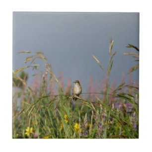 Azulejo Colibrí gorda