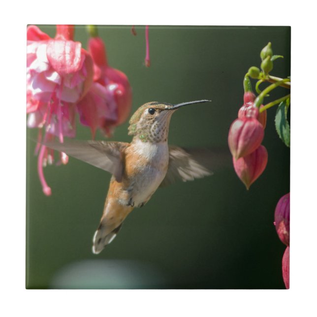 Azulejo Colibrí rufo que alimenta en un fucsia (Frente)