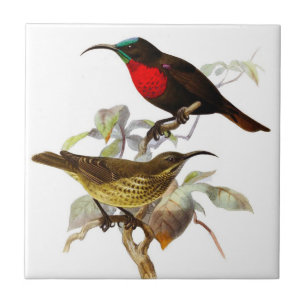 Azulejo Colibríes