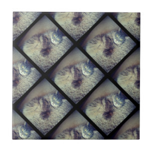Azulejo Collage de un gato por Shirley Taylor