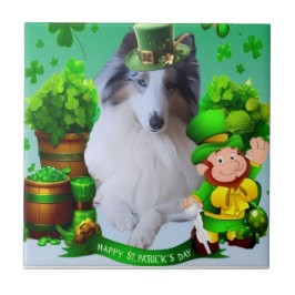 Azulejo Collie áspero con factor blanco y cabeza merle