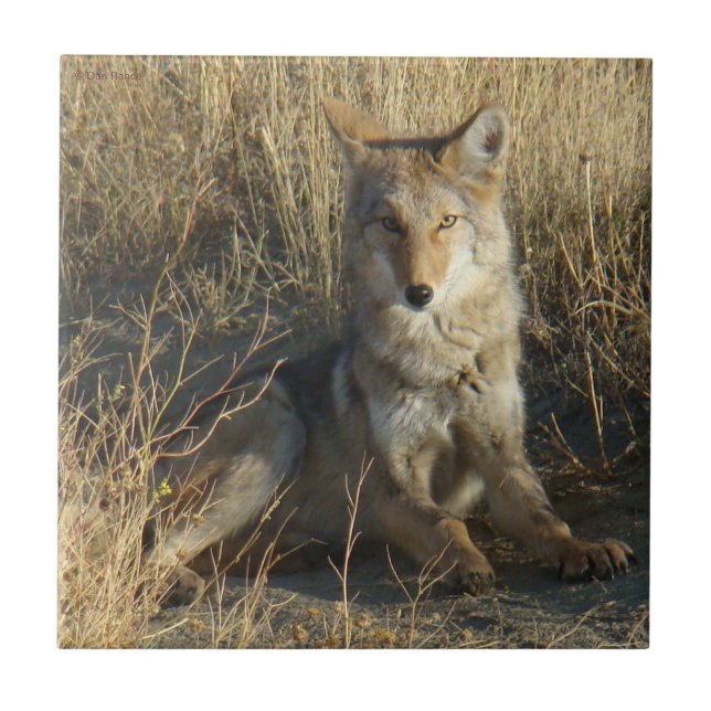 Azulejo Colocación del coyote R15 (Frente)