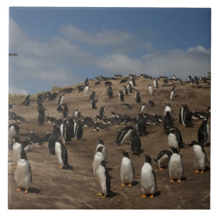 Azulejo colonia de Pingüino de Gentoo (Pygoscelis papua) e