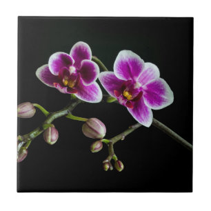 Azulejo Color blanco rosado orquídea sobre blanco pálido n