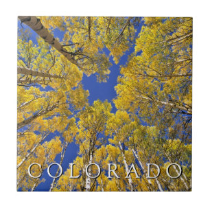 Azulejo Colorado Otoño Bosque de Aspen en Otoño