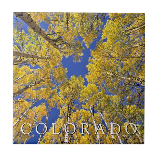 Azulejo Colorado Otoño | Bosque de Aspen en Otoño (Frente)