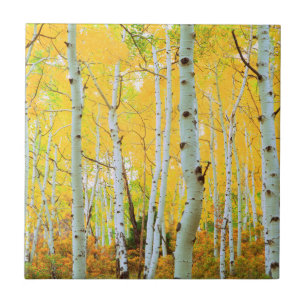 Azulejo Colores de otoño de árboles de Aspen 1