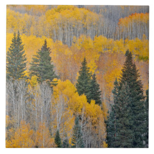Azulejo Colores otoñales en los bosques de Aspen