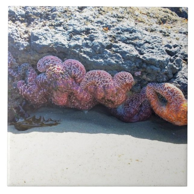 Azulejo Colorful Starfish at Bob Creek, OR (Frente)