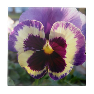 Azulejo colorido resorte Pansy