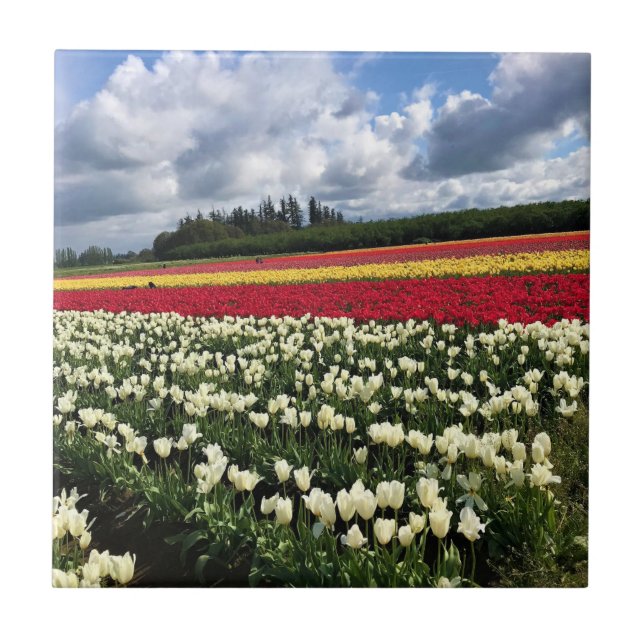 Azulejo Colorido Tulip Field, Oregón (Frente)