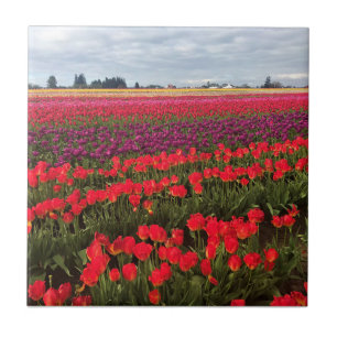 Azulejo Colorido Tulip Field, Woodburn, Oregón