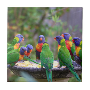 Azulejo Coloridos loros arcoiris comiendo