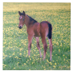 Azulejo Colt en el campo de Dandelion
