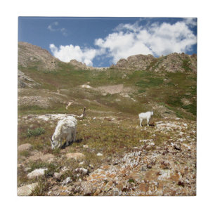Azulejo Columbine Lake Mountain Goats - Colorado