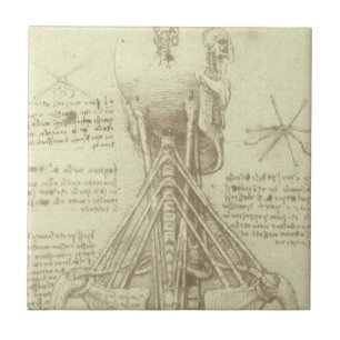 Azulejo Columna espinal de anatomía humana de Leonardo da