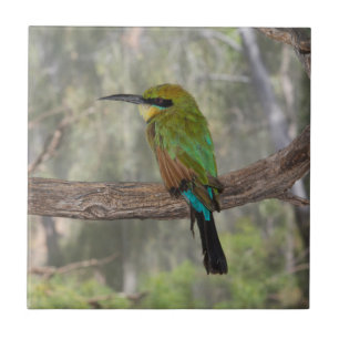Azulejo Cometa bee-eater pájaro, Australia