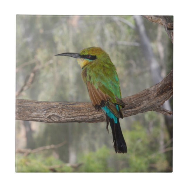 Azulejo Cometa bee-eater pájaro, Australia (Frente)