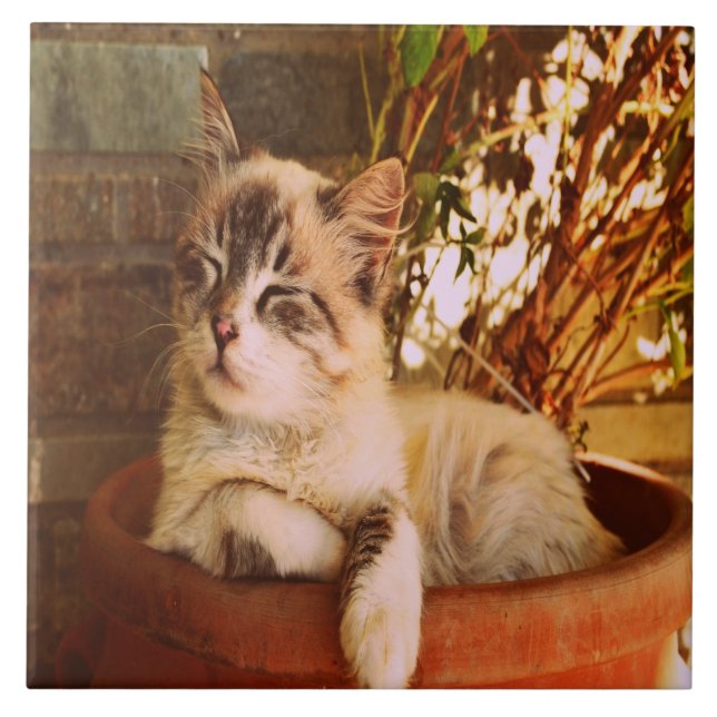 Azulejo Comfy Sleepy Kitty (Frente)