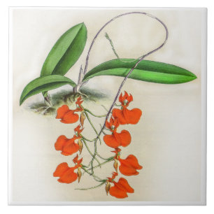 Azulejo Comparettia de Vintage Flor Orquídea Especiosa