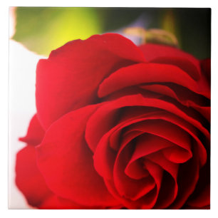 Azulejo Comprimidos de rosa rojo flor floral