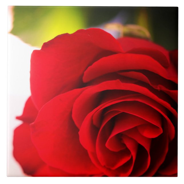 Azulejo Comprimidos de rosa rojo flor floral (Frente)