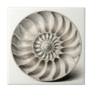Azulejo Concha Espiral Geométrica Nautilus Metálico