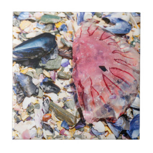 Azulejo conchas marinas Jellyfish Ocean Beach View