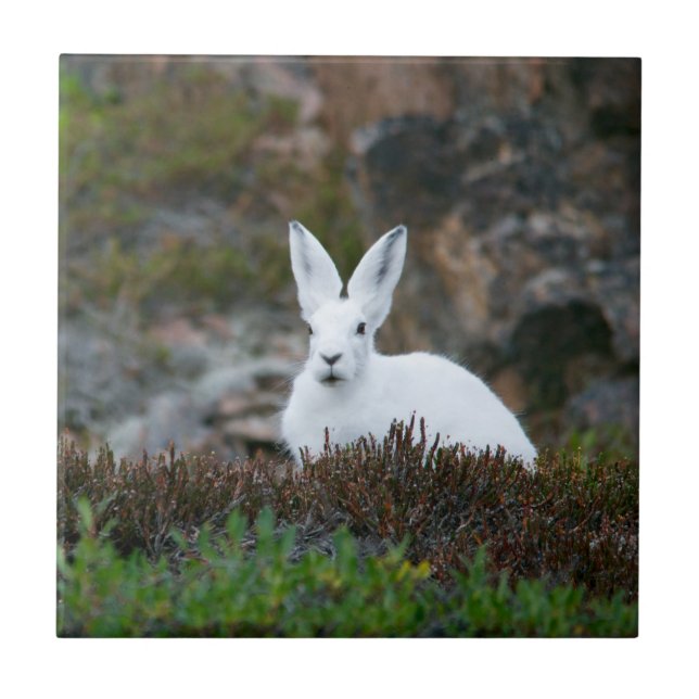 Azulejo Conejo blanco (Frente)