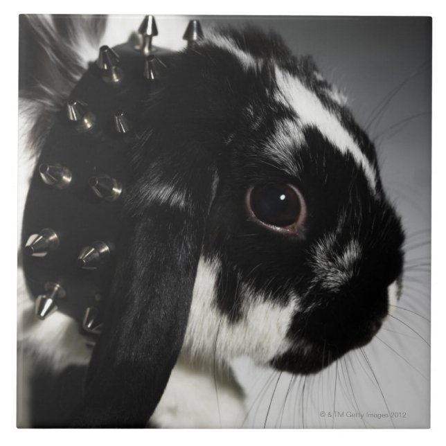 Azulejo Conejo blanco y negro con el cuello tachonado (Frente)