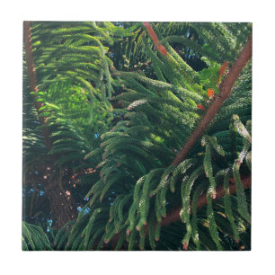 Azulejo Coníferas de pinos evergreen