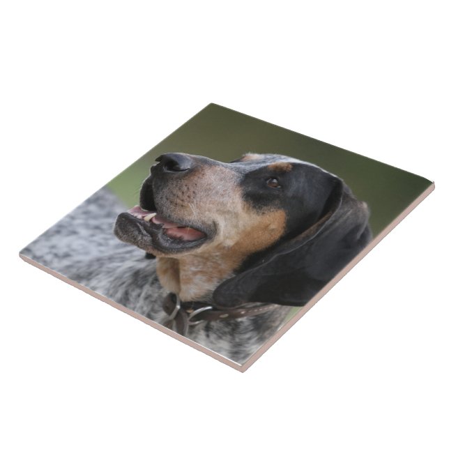 Azulejo Coonhound (Lado)