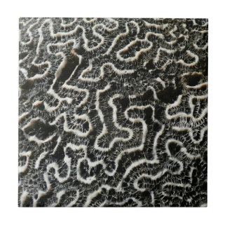 Azulejo Coral blanco y negro II Resumen Foto de la natural