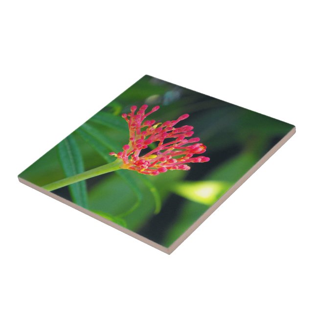 Azulejo Coral Bush en flor (Lado)