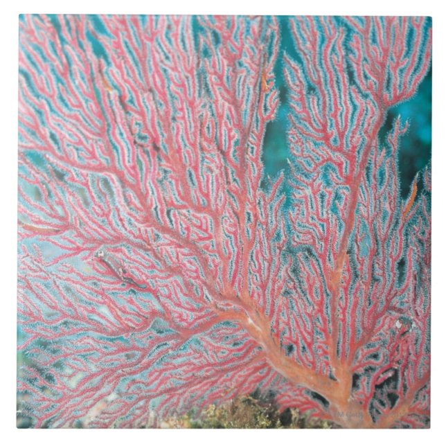 Azulejo Coral de Gorgonian 3 (Frente)