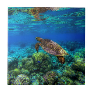 Azulejo Coral de tortuga tropical submarina
