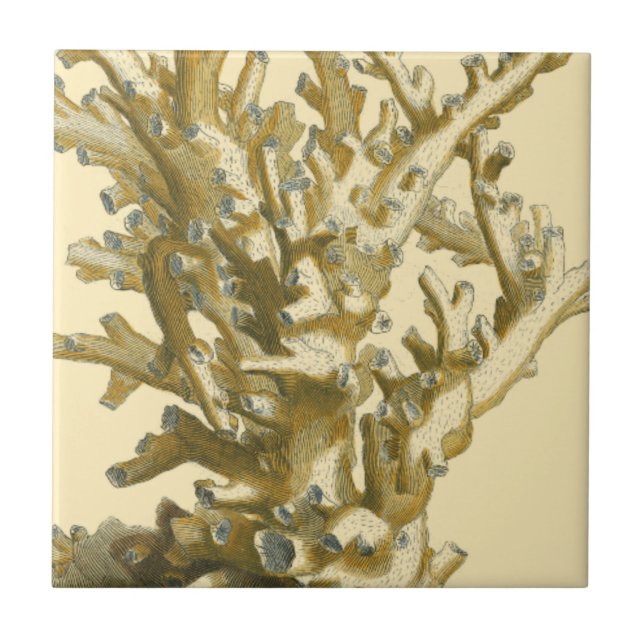 Azulejo Coral junto al mar (Frente)