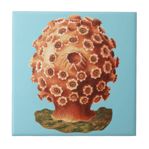Azulejo Coral Rojo Náutico Vida Marina Ernst Haeckel