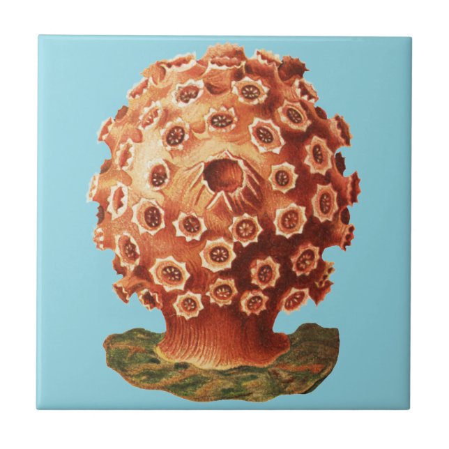 Azulejo Coral Rojo Náutico Vida Marina Ernst Haeckel (Frente)