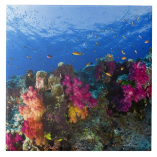 Azulejo Corales suaves en el filón bajo, Fiji