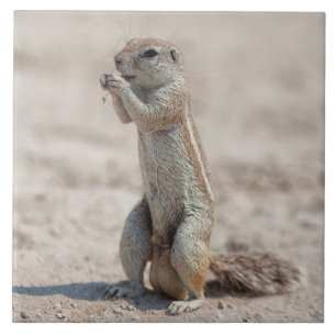 Azulejo Corazón de tierra