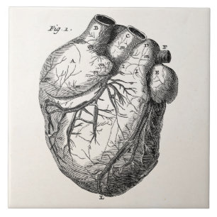 Azulejo Corazones cardiacos retros de la anatomía del