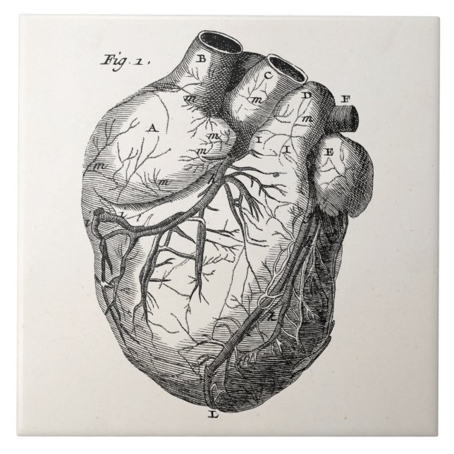 Azulejo Corazones cardiacos retros de la anatomía del (Frente)
